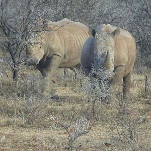 White Rhino South Africa