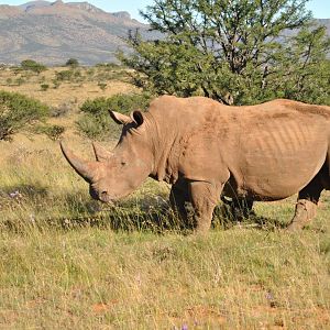 White Rhino South Africa