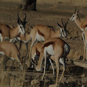 Springbok South Africa