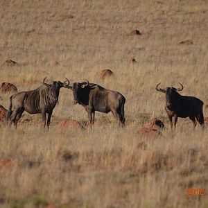 Blue Wildebeest South Africa