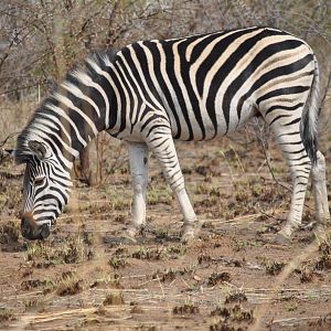 Burchell's Plain Zebra South Africa