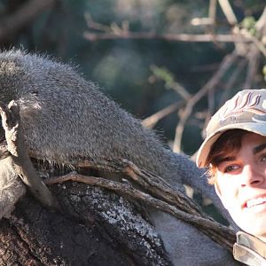 Vervet Monkey Hunting South Africa