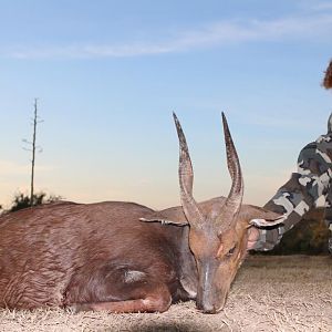 South Africa Hunting Bushbuck