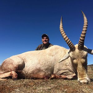 Hunting White Blesbok in South Africa