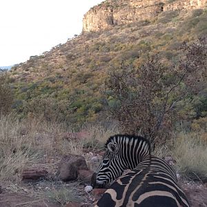 Burchell's Plain Zebra Hunt South Africa