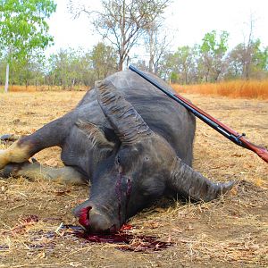 Asiatic Water Buffalo Hunt Australia