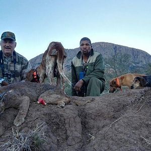 Hunt  Caracal in South Africa