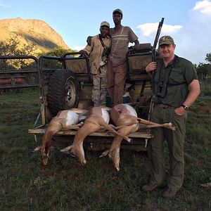 Impala Female Hunt South Africa