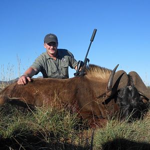 Black Wildebeest Hunt South Africa