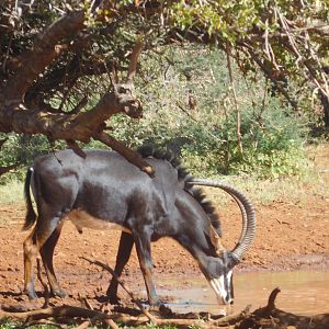 Sable Antelope South Africa