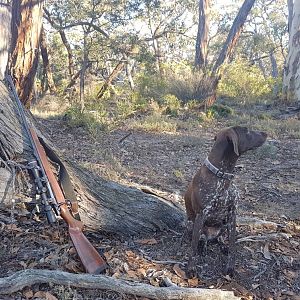 Australia Hunting Red Stag