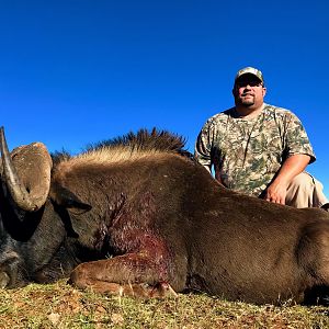 Black Wildebeest Hunting South Africa