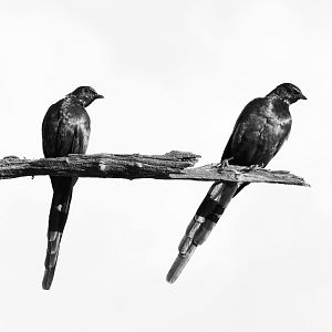 Birdlife in Zimbabwe