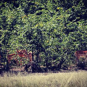 Impala Zimbabwe