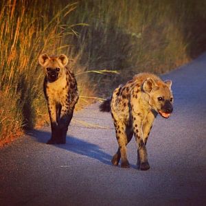 Spotted Hyena Zimbabwe