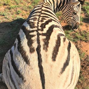 Burchell's Plain Zebra Hunting South Africa