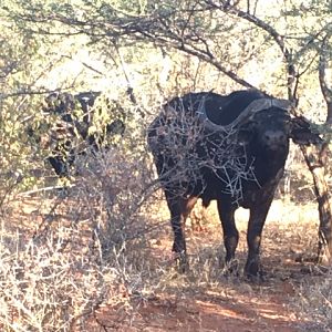 Cape Buffalo South Africa