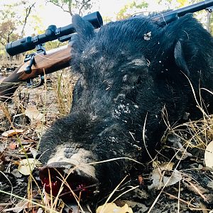 Australia Hunt Boar