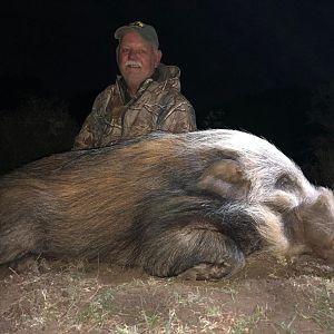 South Africa Hunting Bushpig