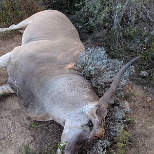 South Africa Hunting Eland