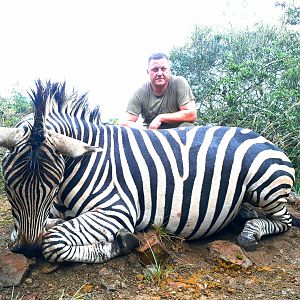 Hunt Burchell's Plain Zebra in South Africa