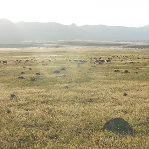 Golden Wildebeest  South Africa