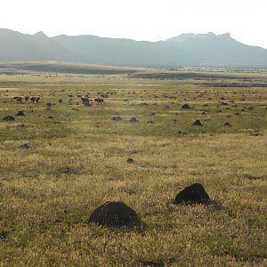 Golden Wildebeest  South Africa