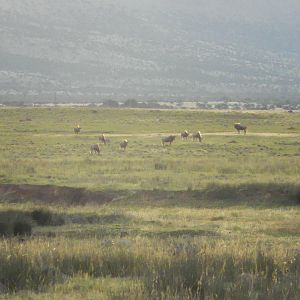 Golden Wildebeest  South Africa