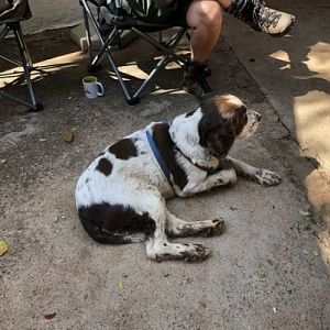 Hunting Dog South Africa