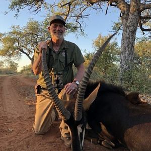 South Africa Hunt Sable Antelope