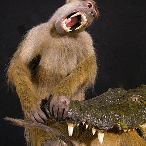 Baboon & 13.4 Foot Crocodile Full Mount Taxidermy