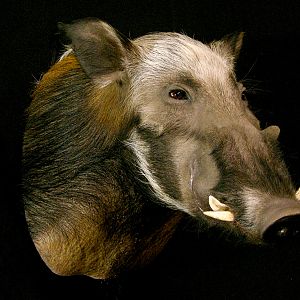 Bushpig Shoulder Mount Taxidermy