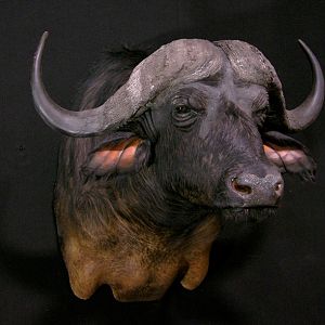 Cape Buffalo Shoulder Mount Taxidermy