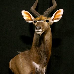 Nyala Shoulder Mount Taxidermy