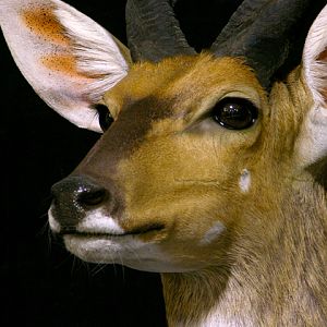 Bushbuck Shoulder Mount Taxidermy