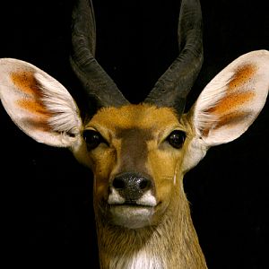 Bushbuck Shoulder Mount Taxidermy