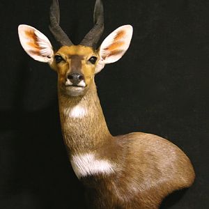 Bushbuck Shoulder Mount Taxidermy