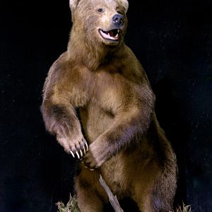 Bear Full Mount Taxidermy