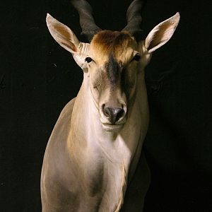 Eland Shoulder Mount Taxidermy