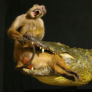 Baboon & Crocodile Full Mount Taxidermy