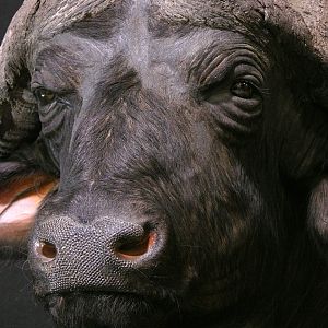 Cape Buffalo Shoulder Mount Taxidermy