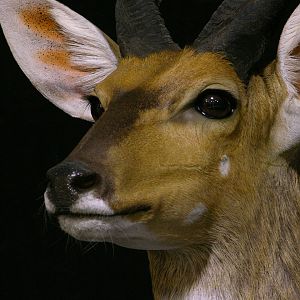 Bushbuck Shoulder Mount Taxidermy