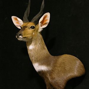 Bushbuck Shoulder Mount Taxidermy