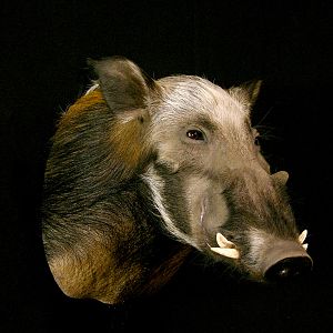 Bushpig Shoulder Mount Taxidermy