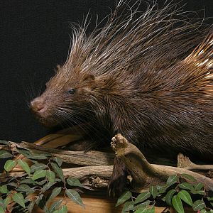 African Porcupine Full Mount Taxidermy