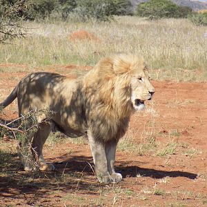 Lion in South Africa