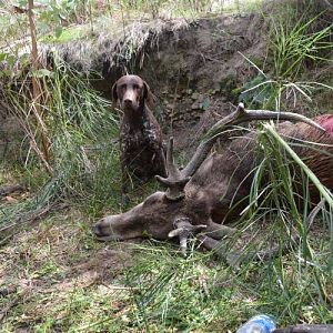 Red Stag Hunt Australia