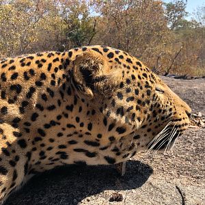 Zimbabwe Hunting Leopard | AfricaHunting.com