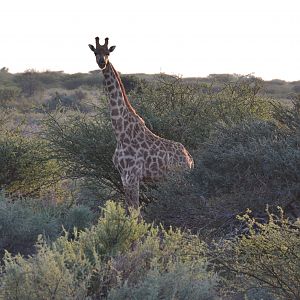 Giraffe in South Africa