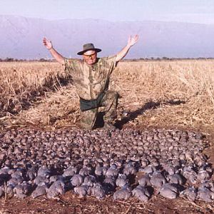 Dove Wingshooting Argentina